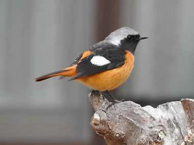 ジョウビタキ（ オス） 冬鳥