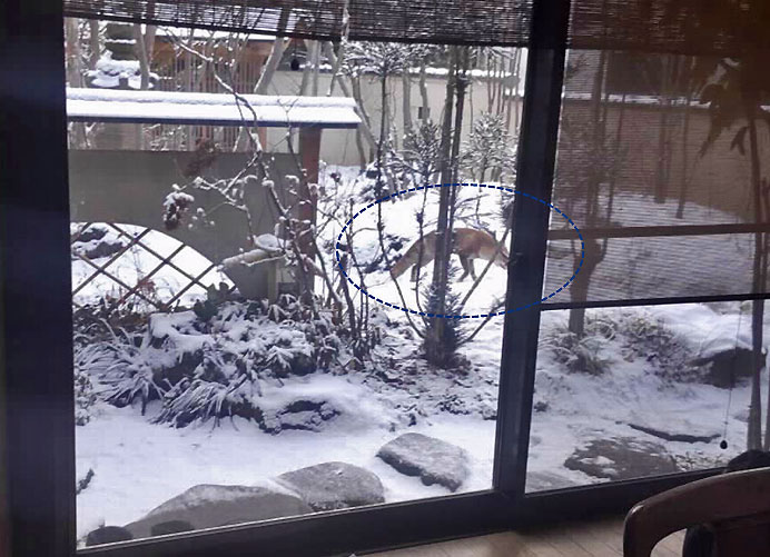 我が家の庭先を歩くのは紛れもなくキツネ