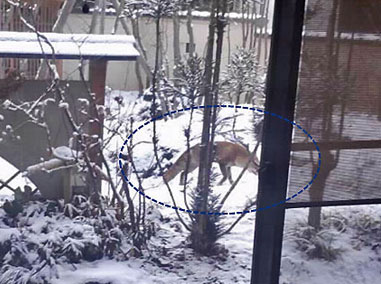 我が家の庭先に狐がやって来た