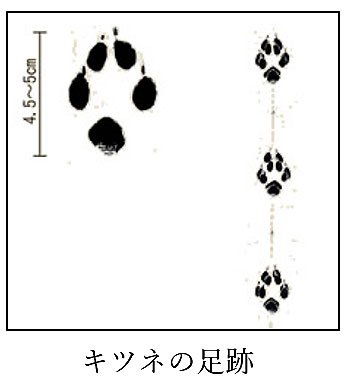 我が家の庭先に狐がやって来た