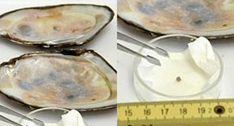 イケチョウガイの養殖実験