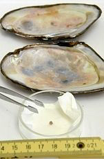 諏訪湖パール」第１号として、直径３、４ミリの真珠を初めて確認