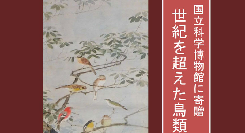 冊子「世紀を超えた 鳥類の標本」を作成しました